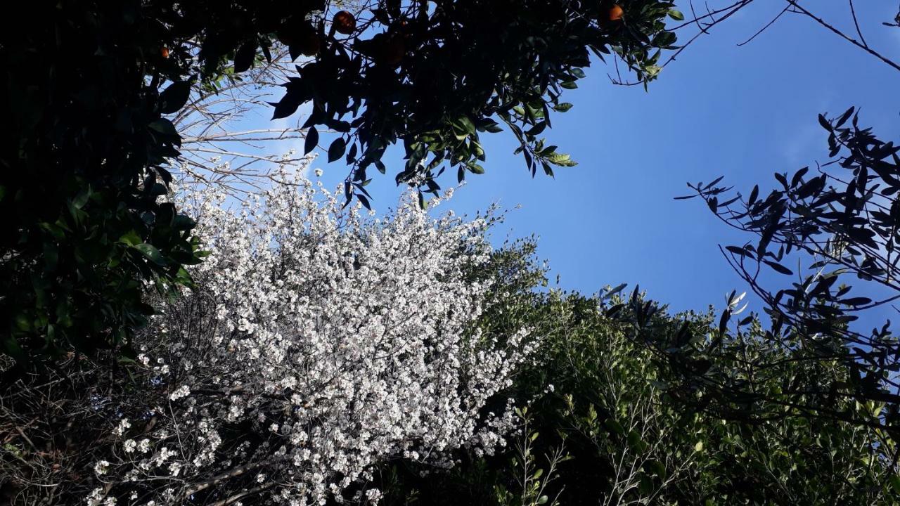 卡塔尼亚Carrubo - Giardino In Citta别墅 外观 照片