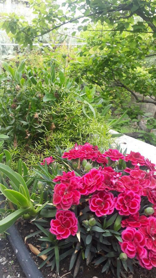 卡塔尼亚Carrubo - Giardino In Citta别墅 外观 照片