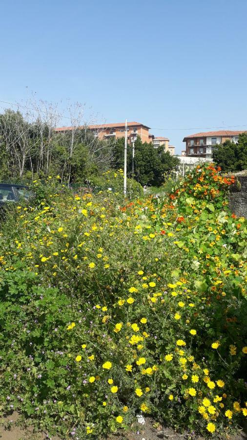 卡塔尼亚Carrubo - Giardino In Citta别墅 外观 照片