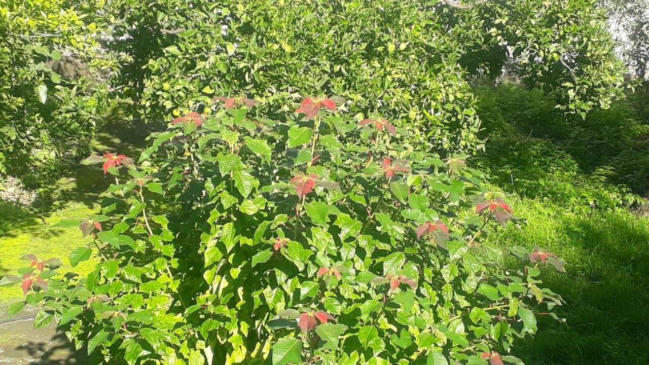 卡塔尼亚Carrubo - Giardino In Citta别墅 外观 照片